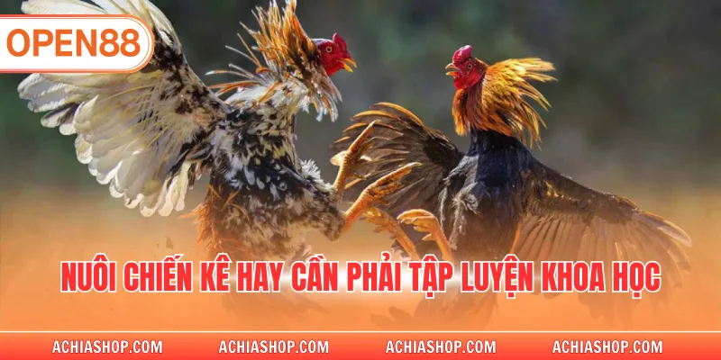 Nuôi chiến kê hay cần phải tập luyện khoa học